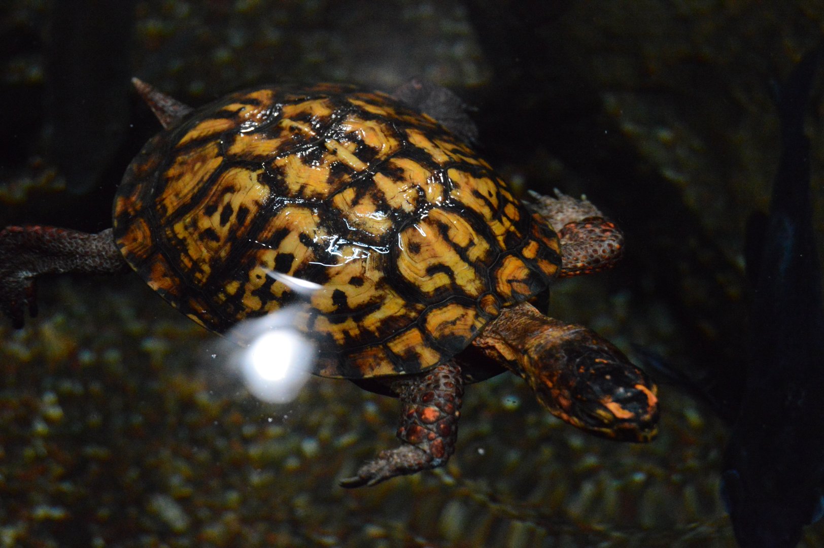 Piedmont and Mountains - Eastern Box Turtle (Terrapene carolina carolina)