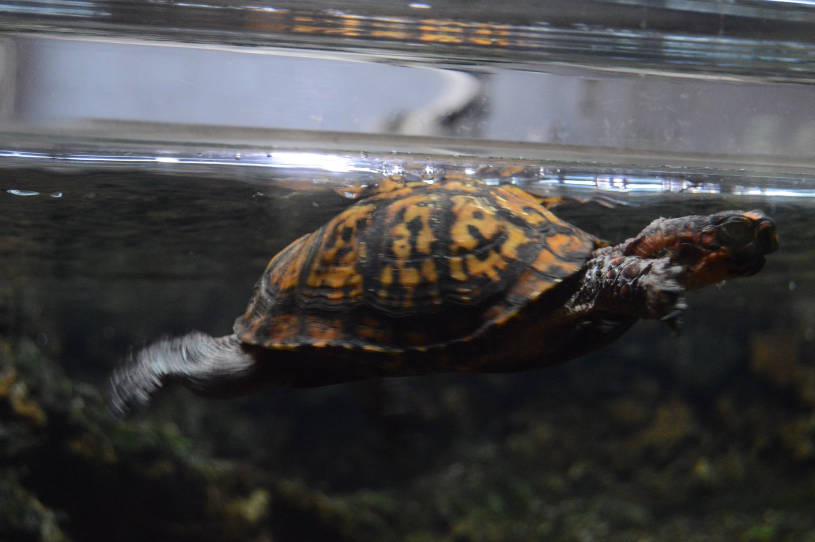 Piedmont and Mountains - Eastern Box Turtle (Terrapene carolina carolina)
