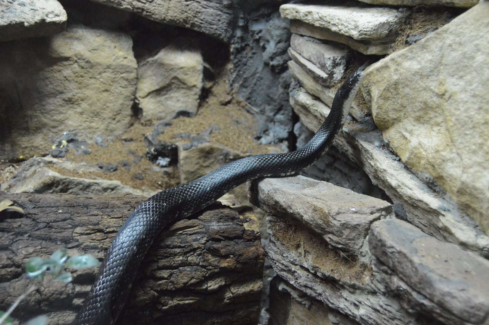 Piedmont and Mountains - Eastern Ratsnake (Pantherophis alleghaniensis)