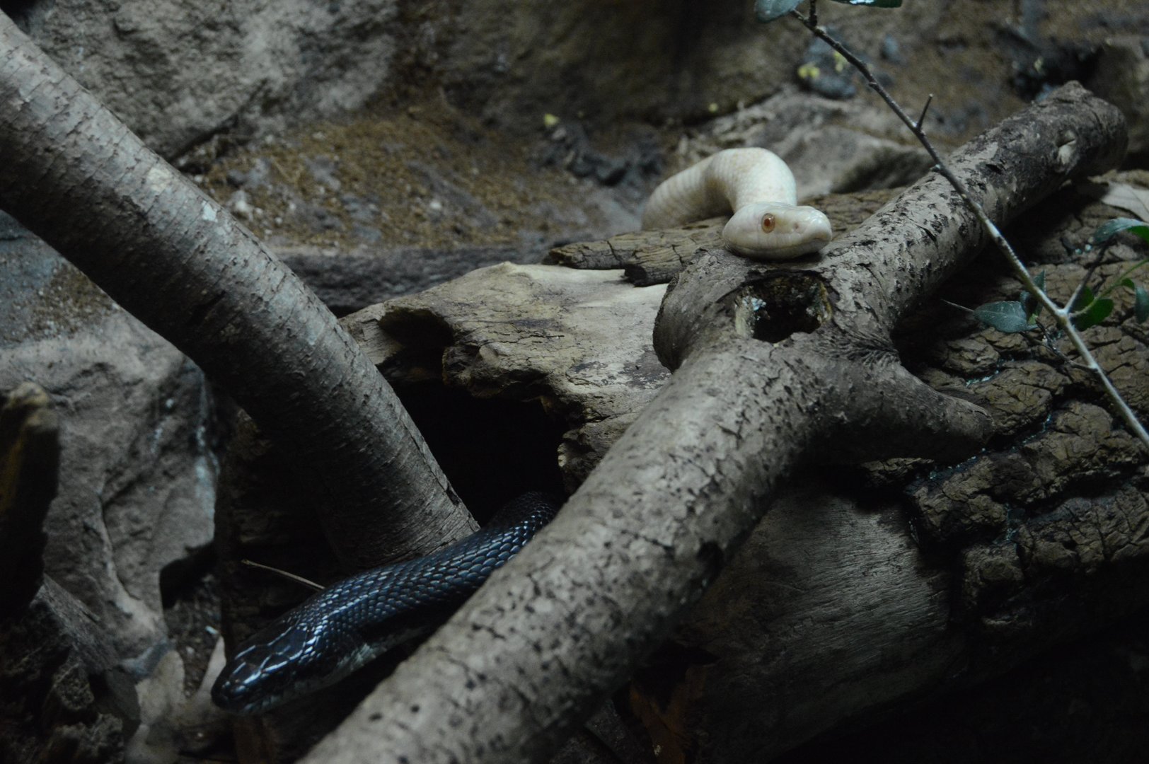 Piedmont and Mountains - Eastern Ratsnake (Pantherophis alleghaniensis)