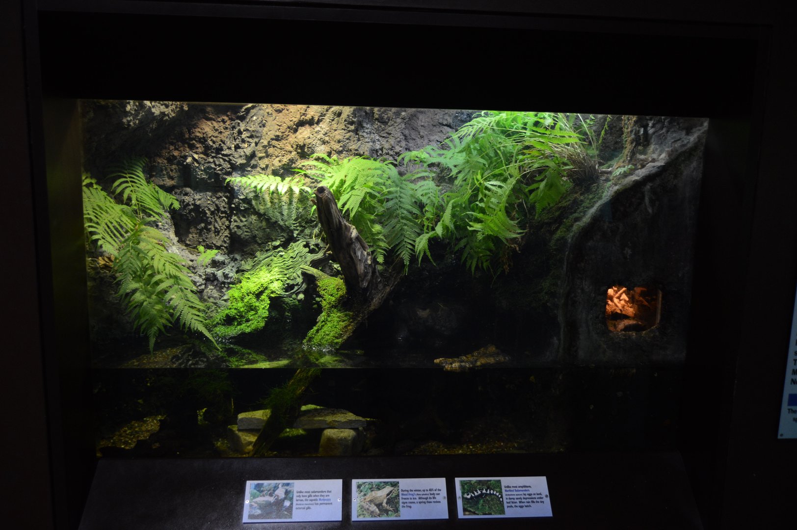 Piedmont and Mountains - Mudpuppy/Frog/Salamander Exhibit