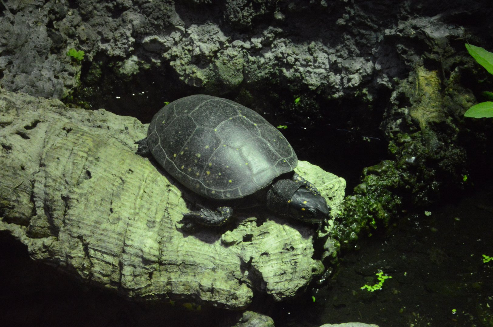 Piedmont and Mountains - Spotted Turtle (Clemmys guttata)
