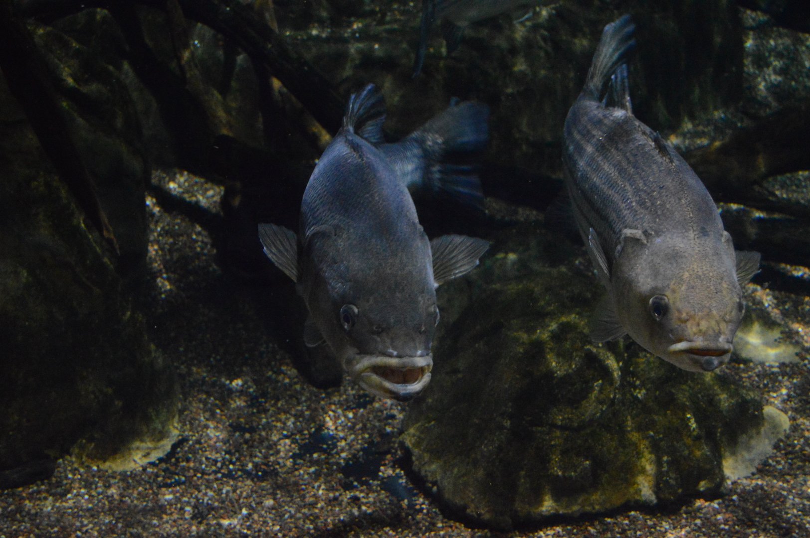 Piedmont and Mountains - Striped Bass (Morone saxatilis)
