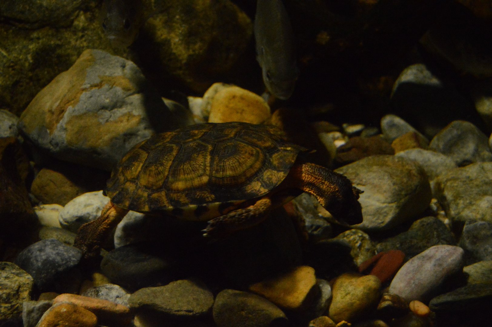 Piedmont and Mountains - Wood Turtle (Glyptemys insculpta)