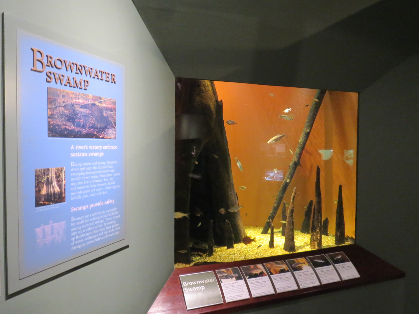 Piedmont - Brownwater Swamp Exhibit