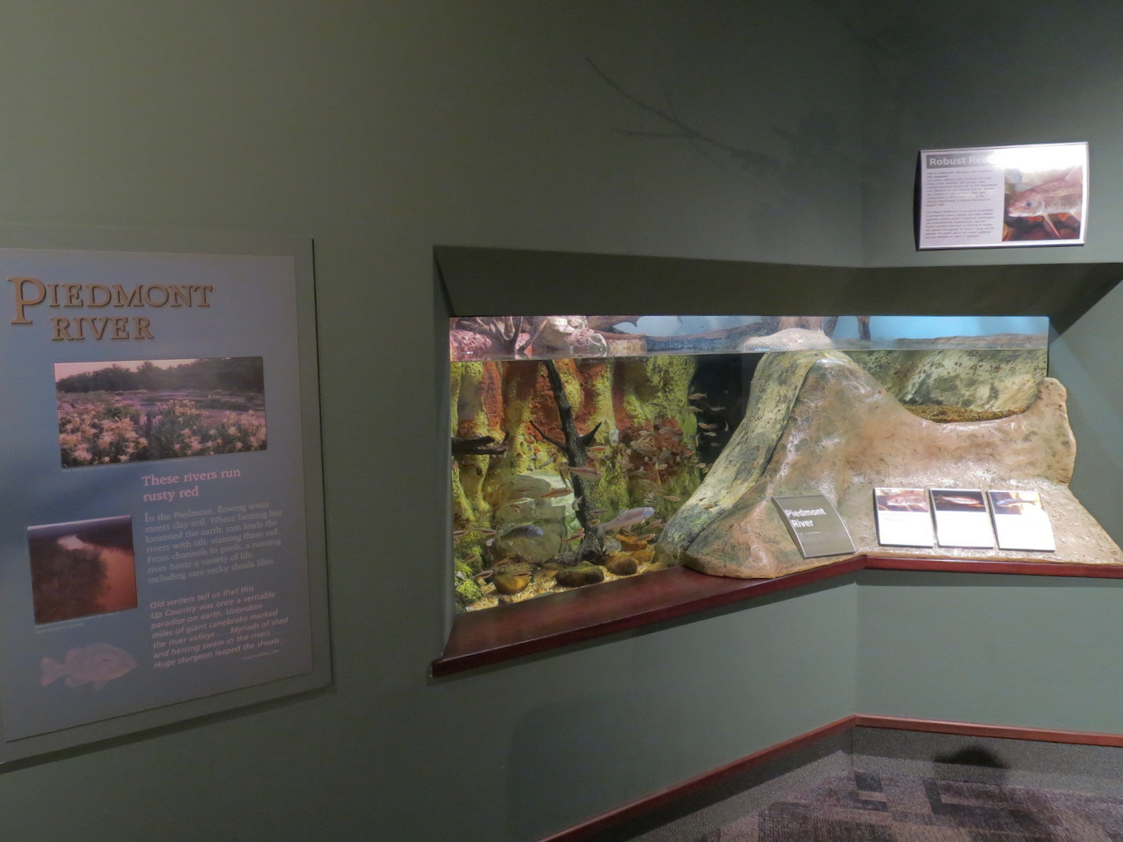 Piedmont - Piedmont River Exhibit