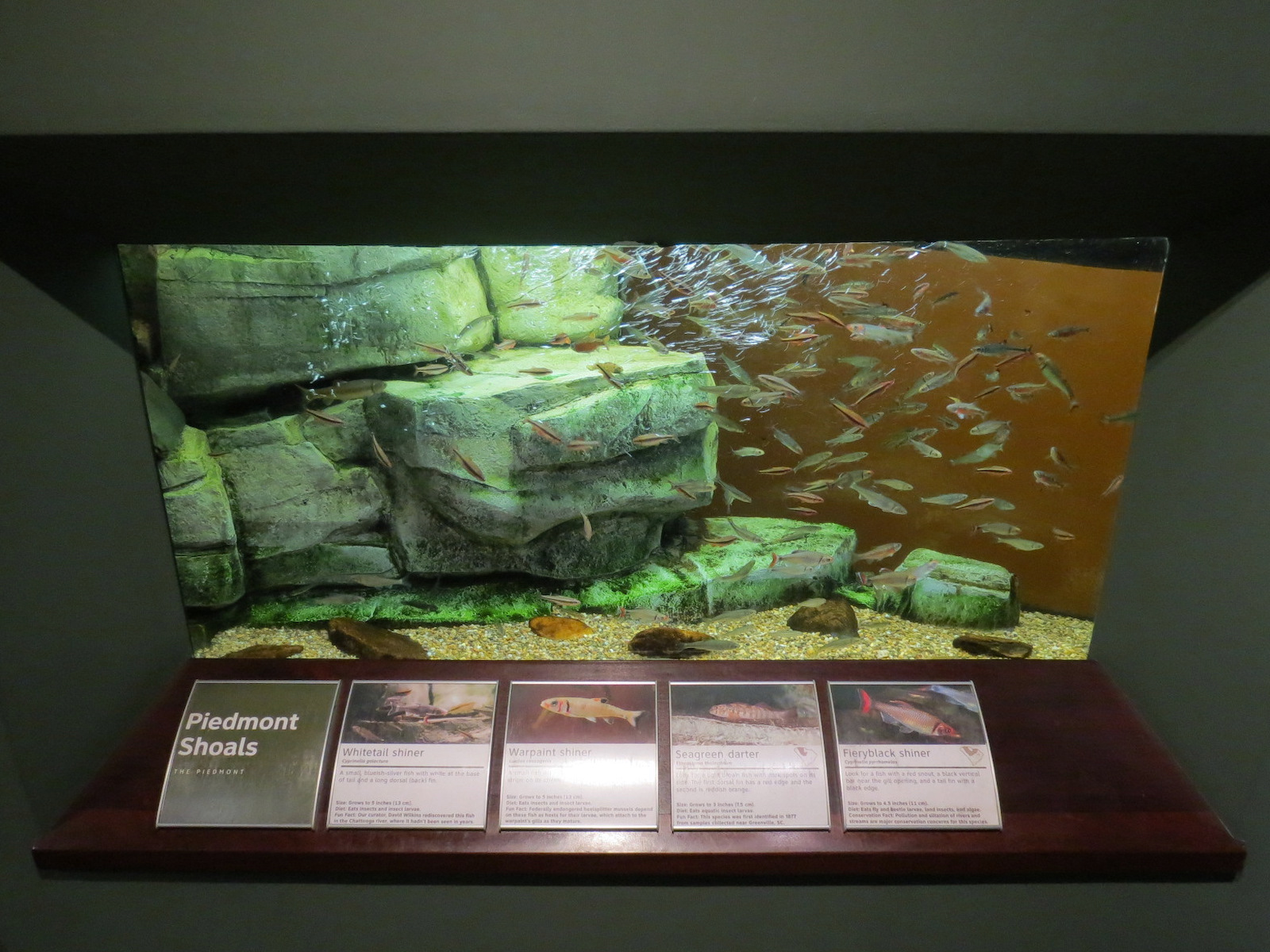 Piedmont - Piedmont Shoes Exhibit