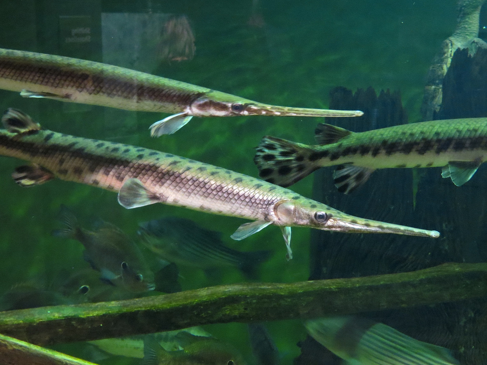 Piedmont - Reservoir Exhibit - Longnose Gar
