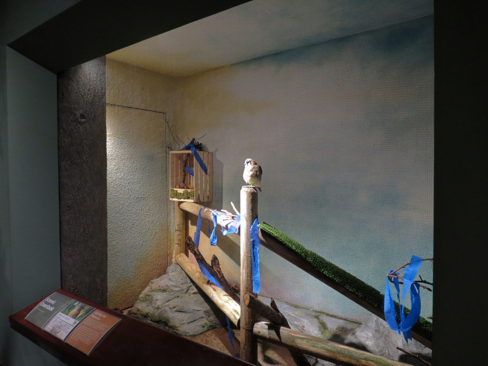 Piedmont - Scenic Overlook Exhibit - American Kestral