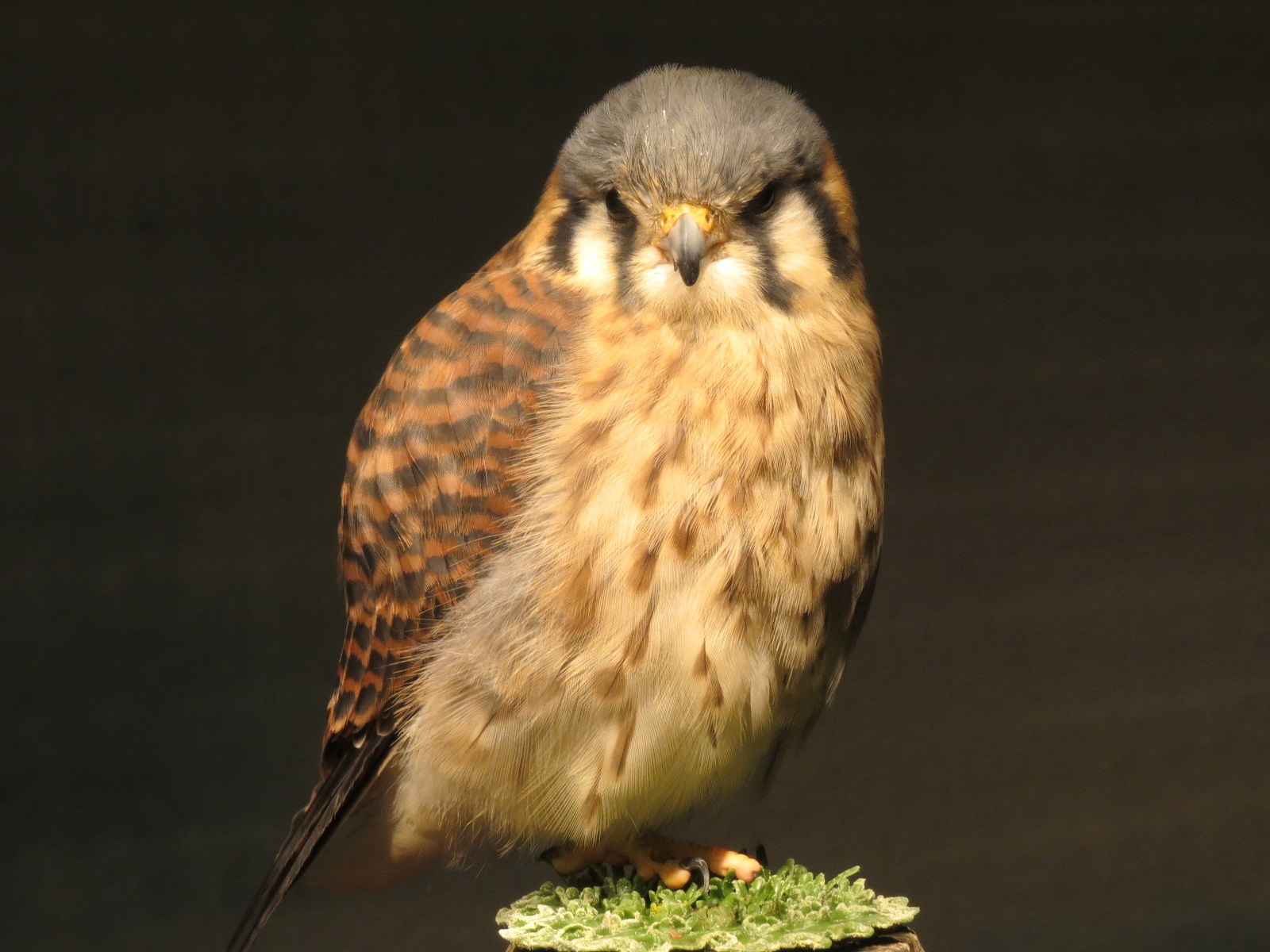 Piedmont - Scenic Overlook Exhibit - American Kestral