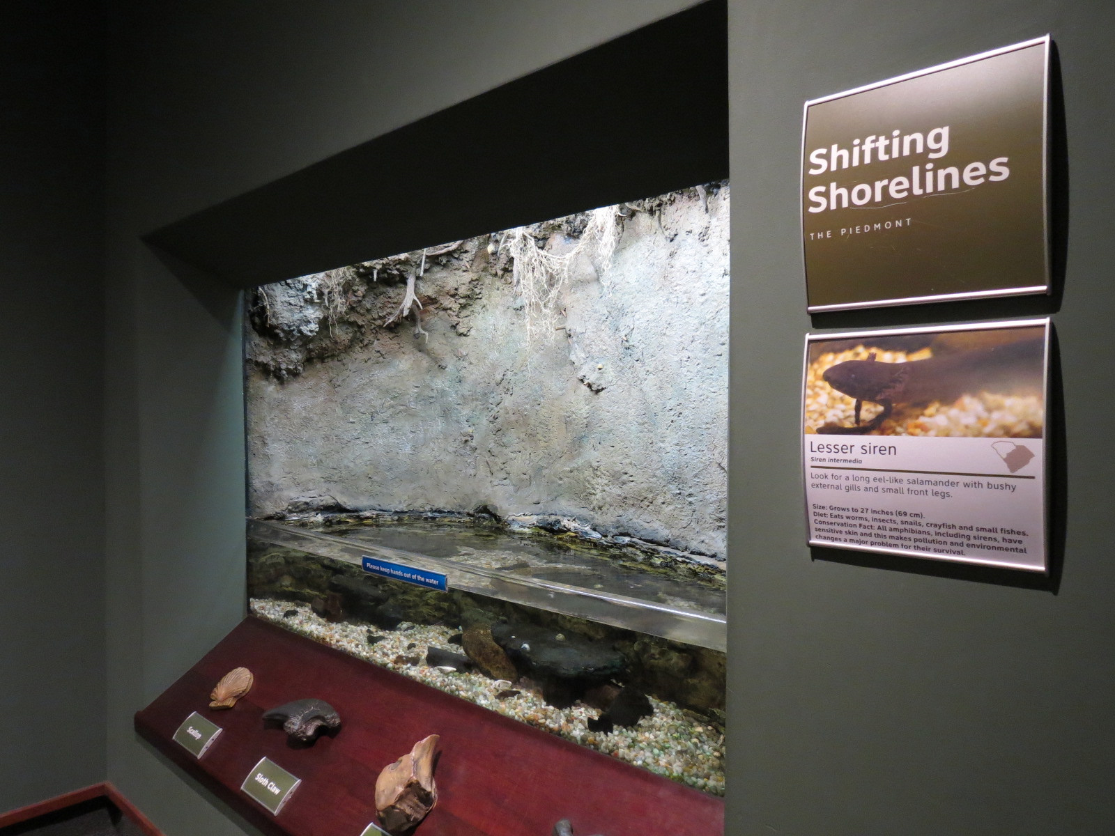Piedmont - Shifting Shorelines Exhibit - Lesser Siren
