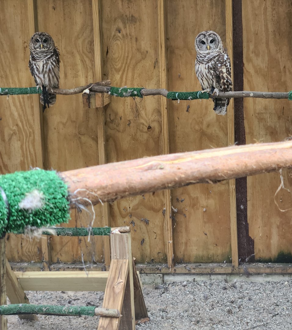 Piedmont Wildlife Center (NC) - Barred Owls