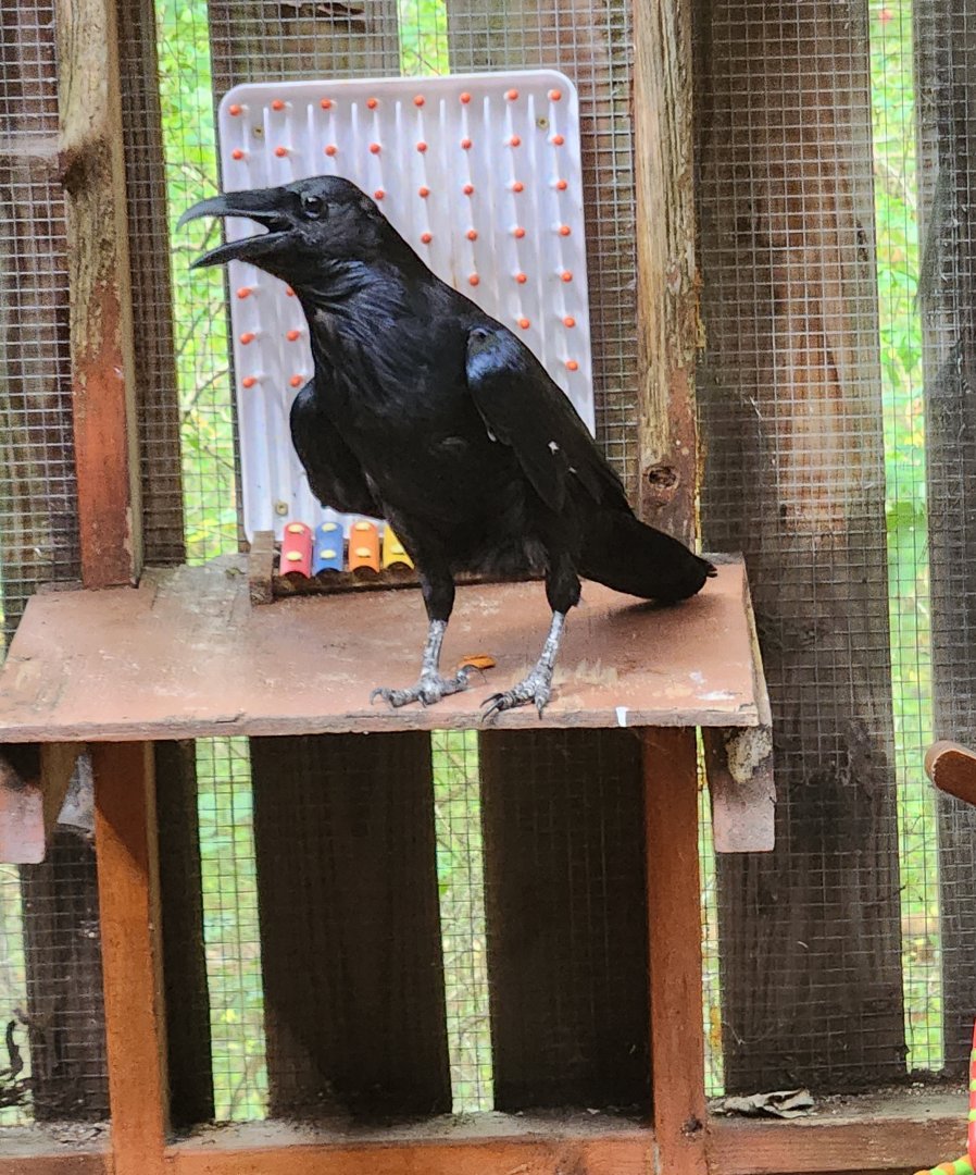 Piedmont Wildlife Center (NC) - Common Raven