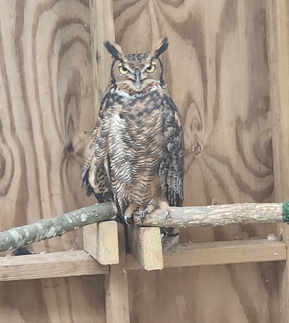 Piedmont Wildlife Center (NC) - Great Horned Owl