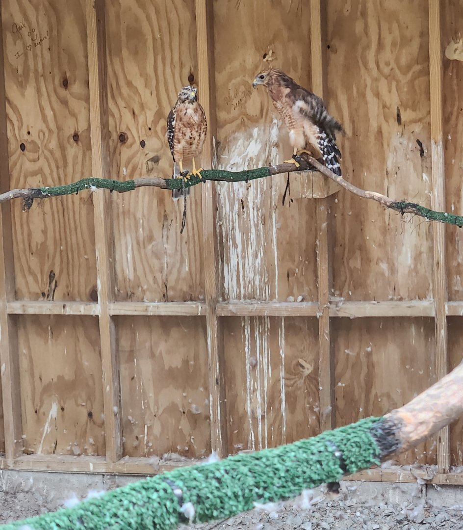 Piedmont Wildlife Center (NC) - Red-shouldered Hawks
