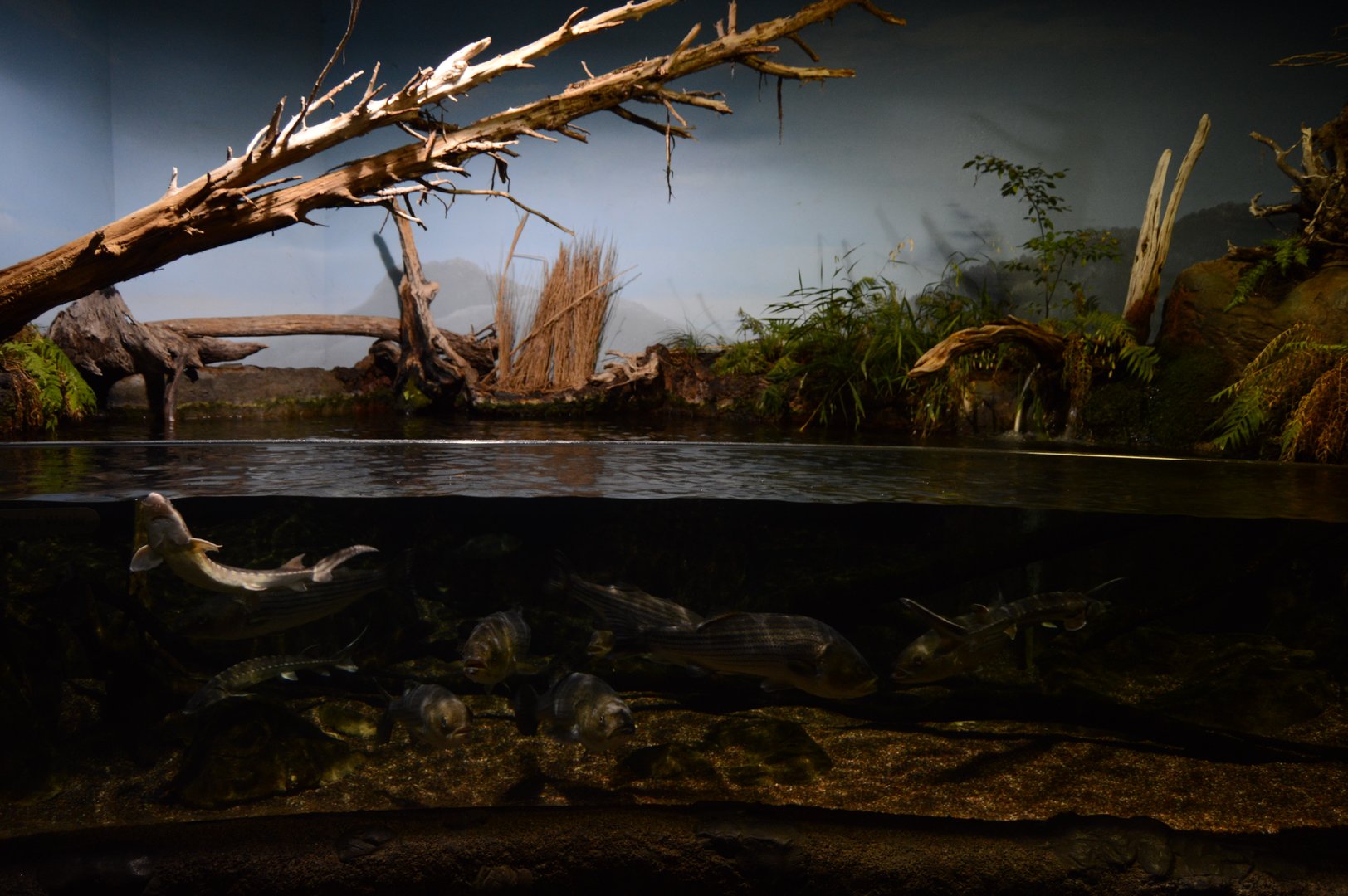 Piedmount and Mountains - James River Exhibit