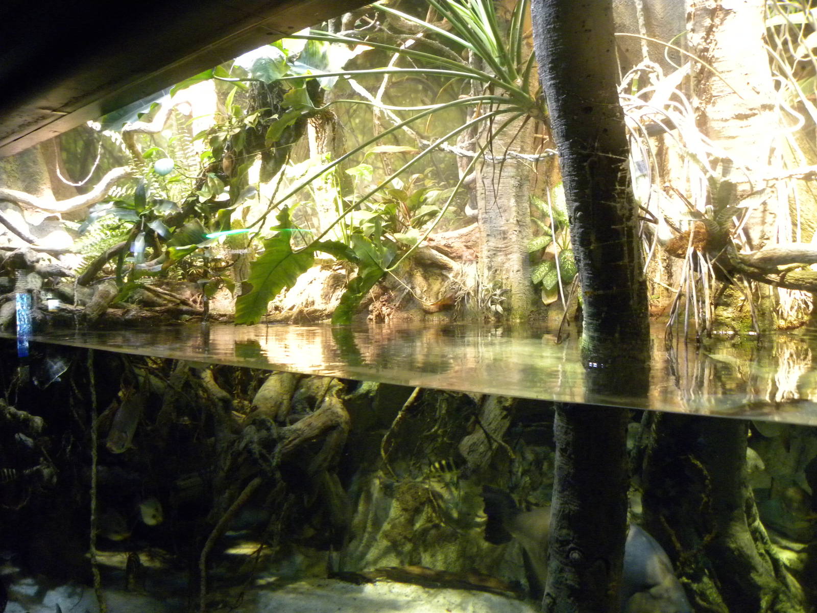 Pier 3: Amazon River Forest