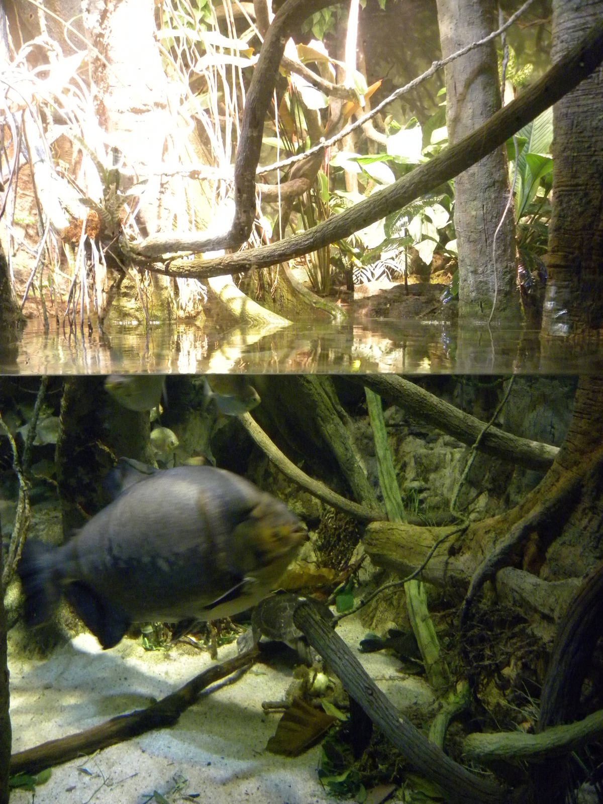 Pier 3: Amazon River Forest