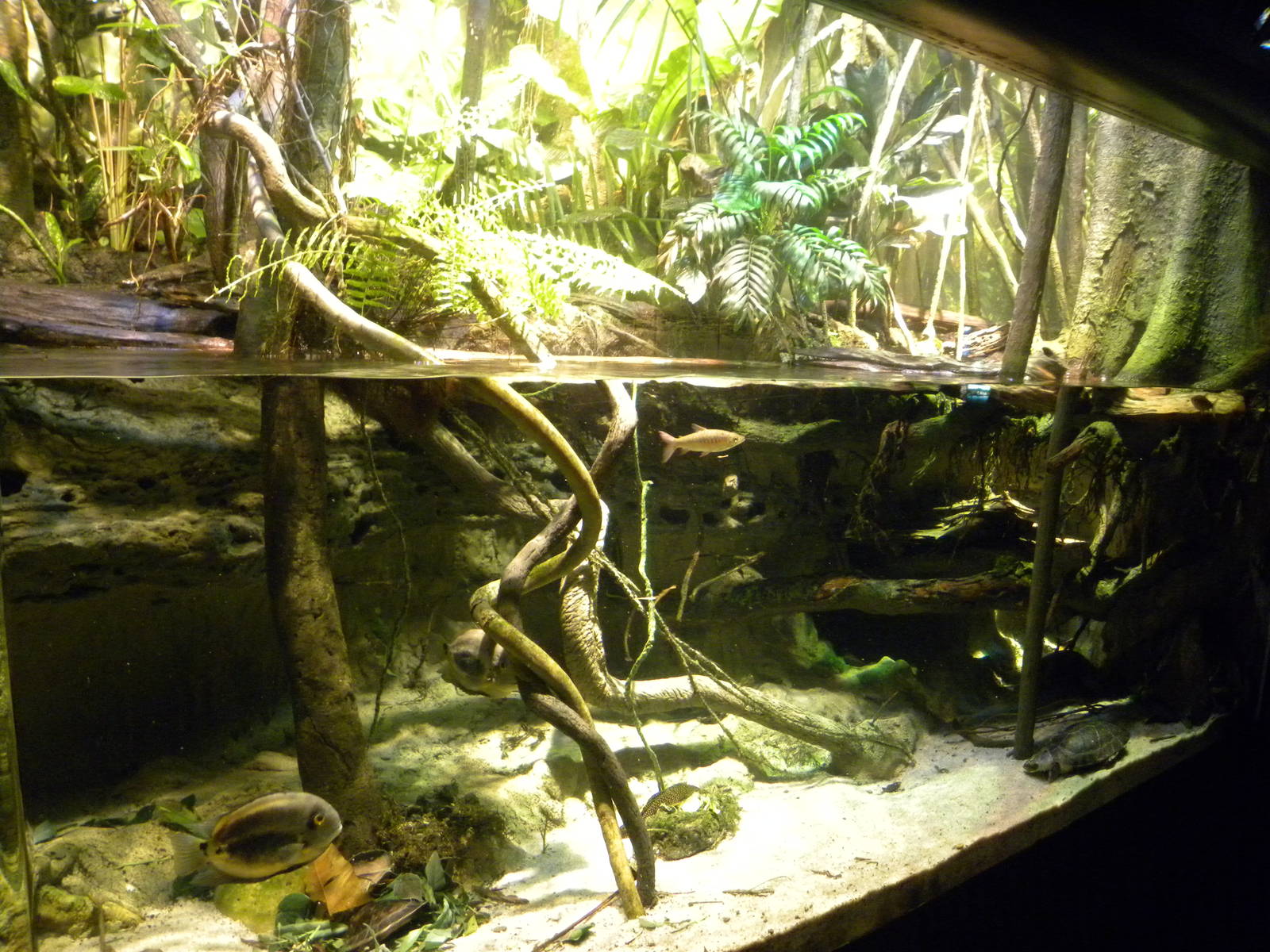 Pier 3: Amazon River Forest