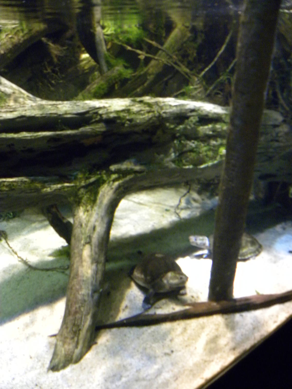 Pier 3: Amazon River Forest