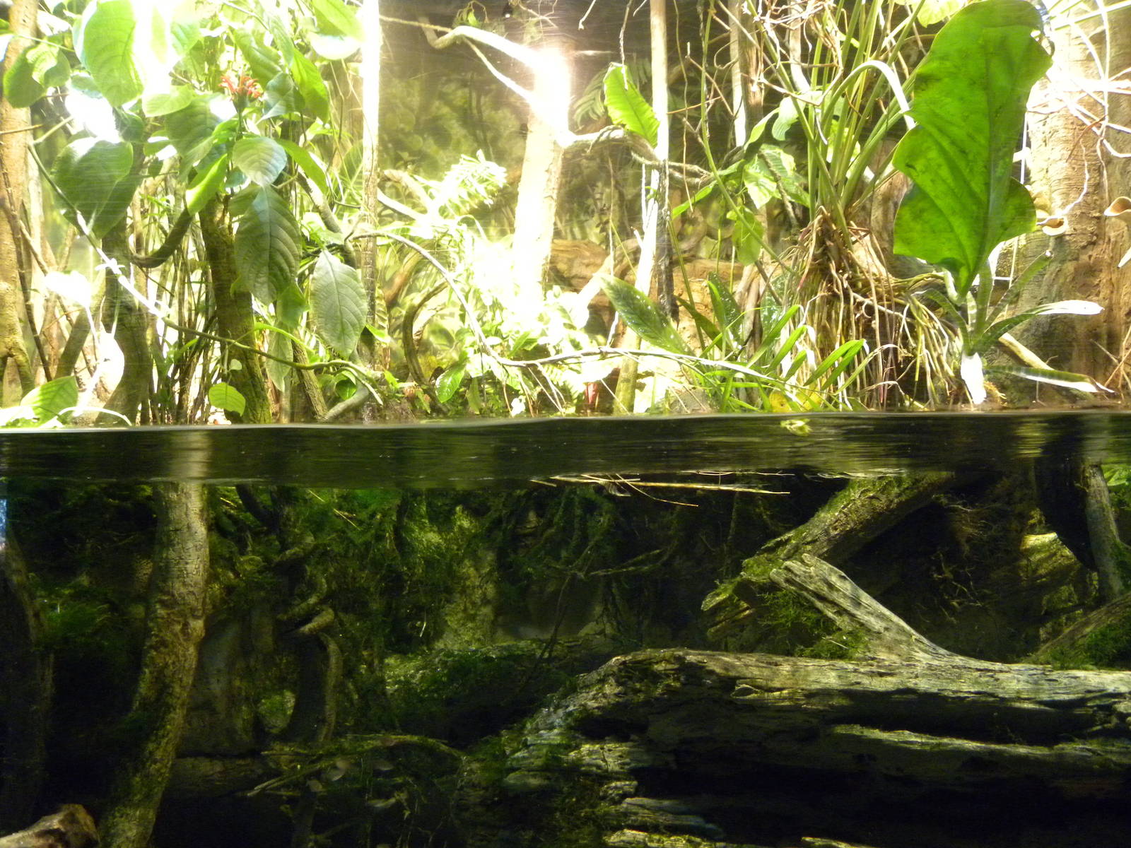 Pier 3: Amazon River Forest