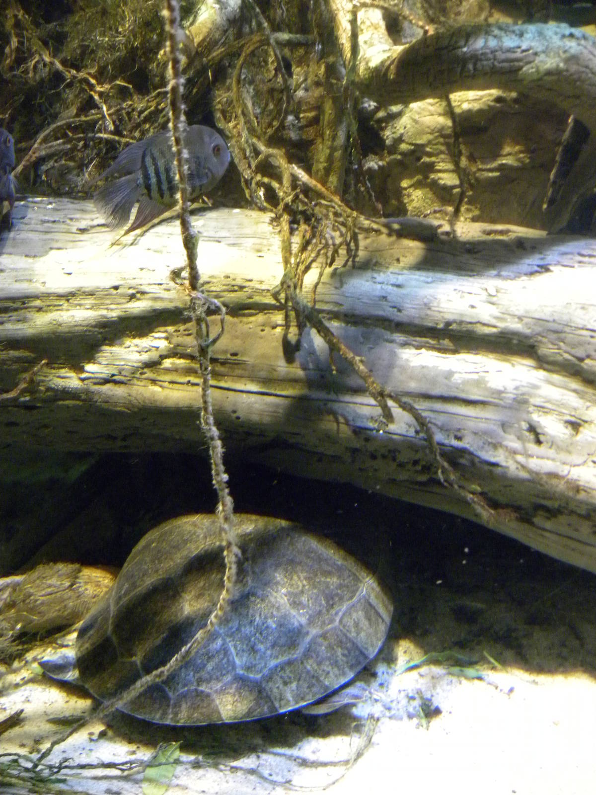 Pier 3: Amazon River Forest