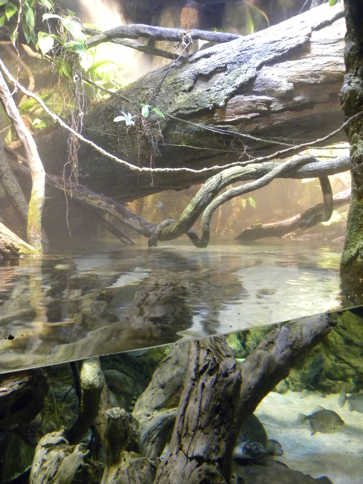 Pier 3: Amazon River Forest