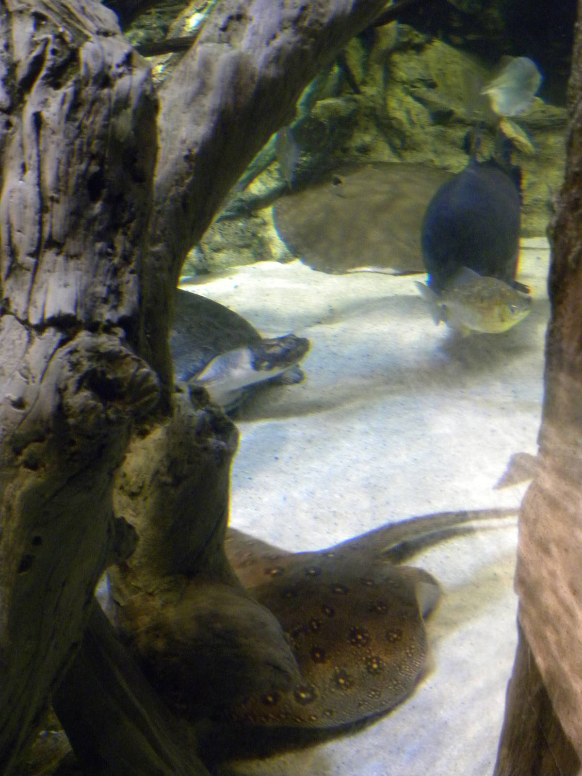 Pier 3: Amazon River Forest