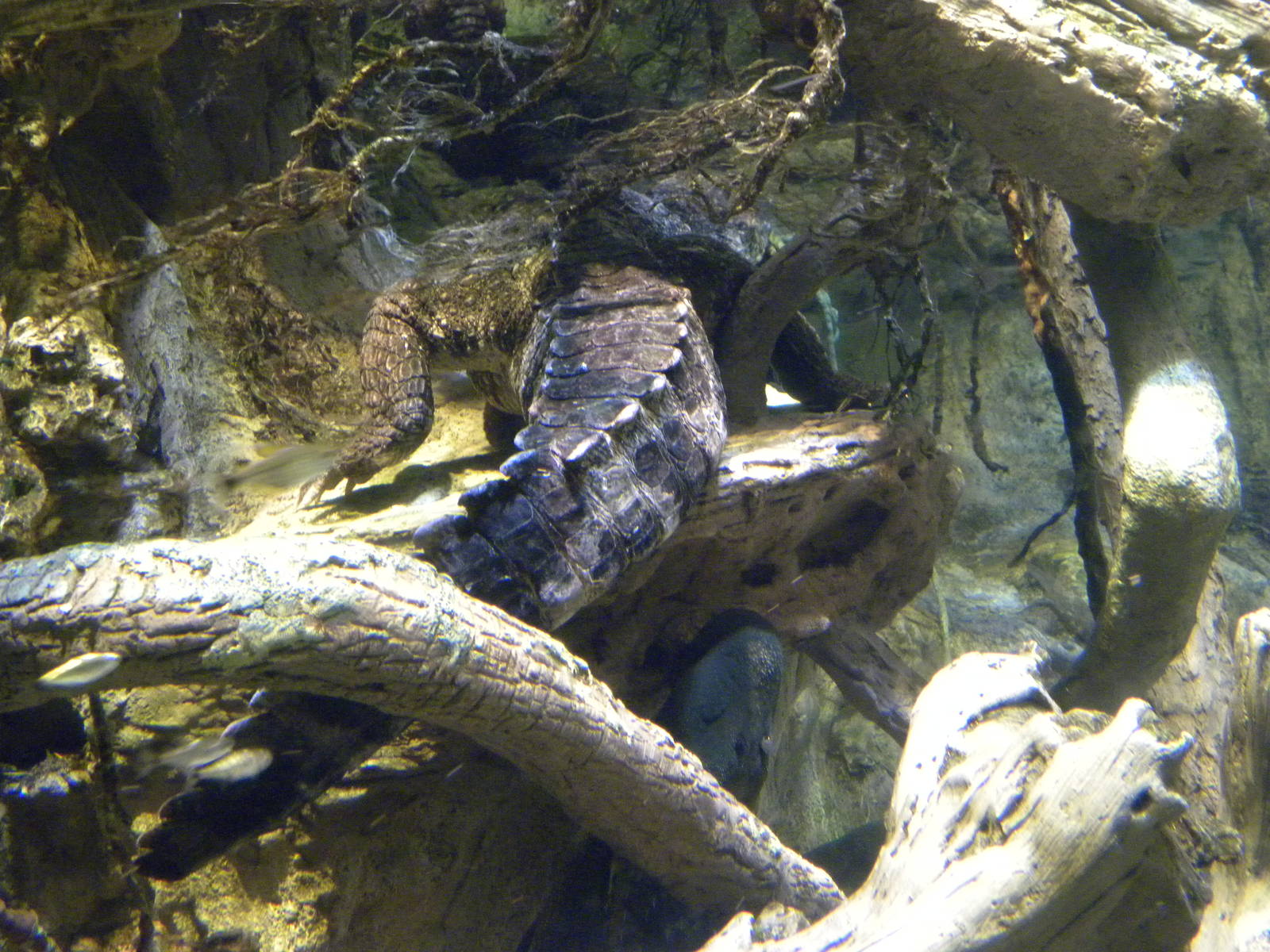 Pier 3: Amazon River Forest