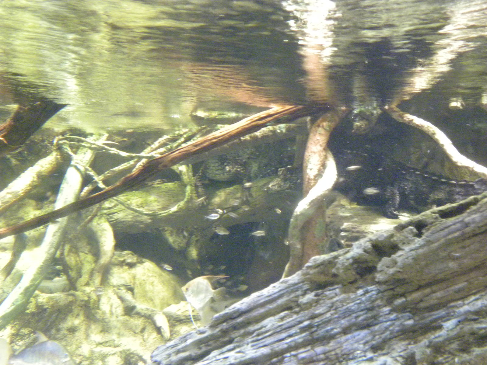 Pier 3: Amazon River Forest