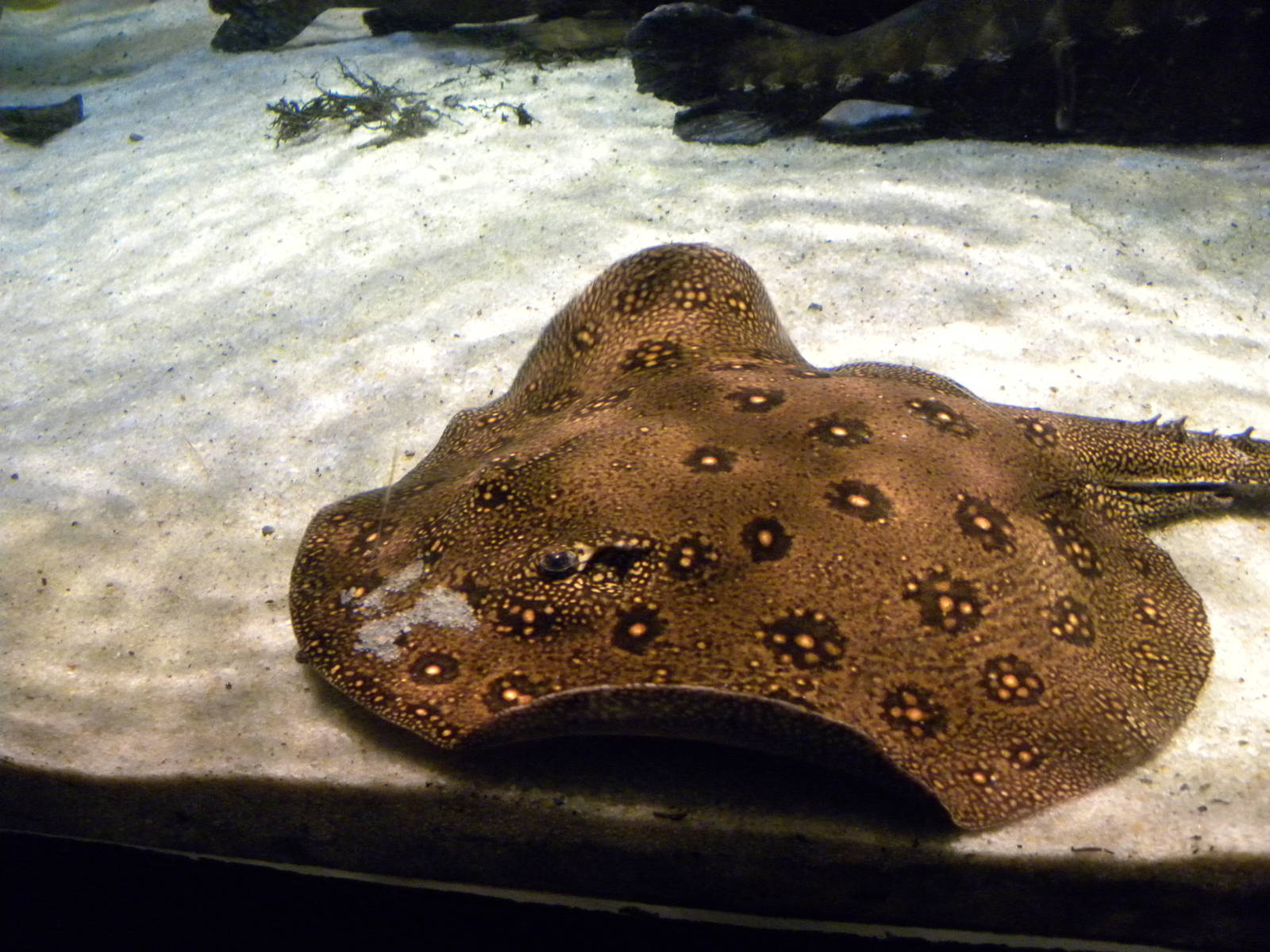 Pier 3: Amazon River Forest