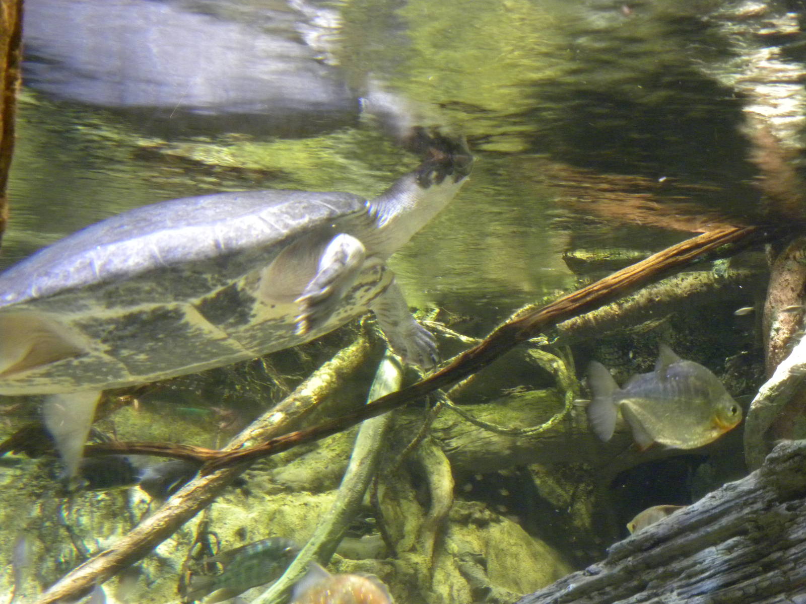 Pier 3: Amazon River Forest