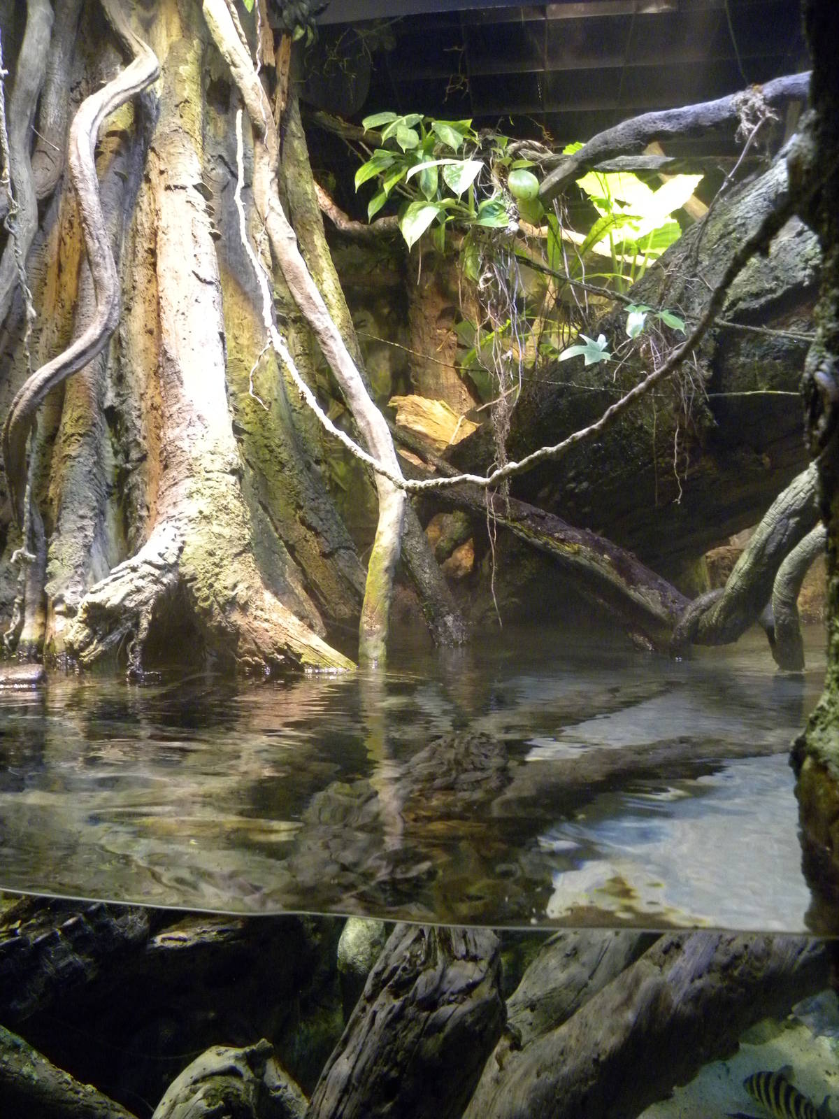 Pier 3: Amazon River Forest