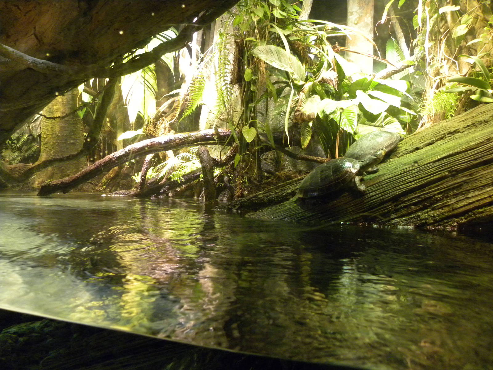 Pier 3: Amazon River Forest