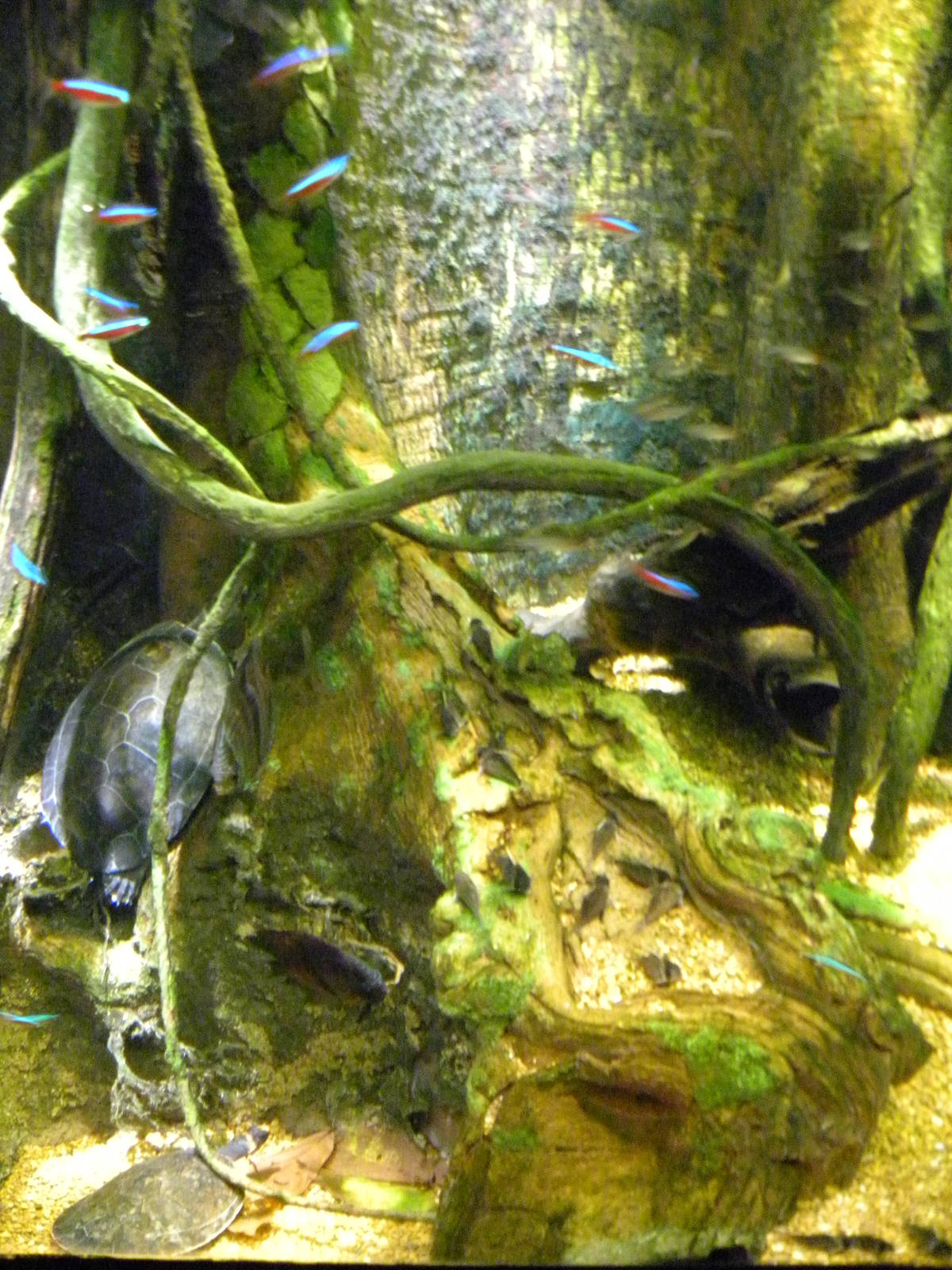 Pier 3: Amazon River Forest