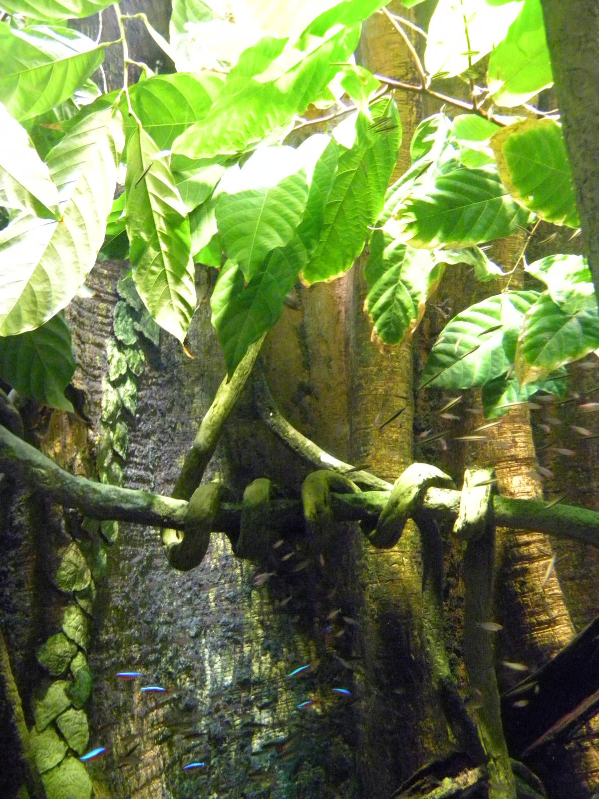 Pier 3: Amazon River Forest