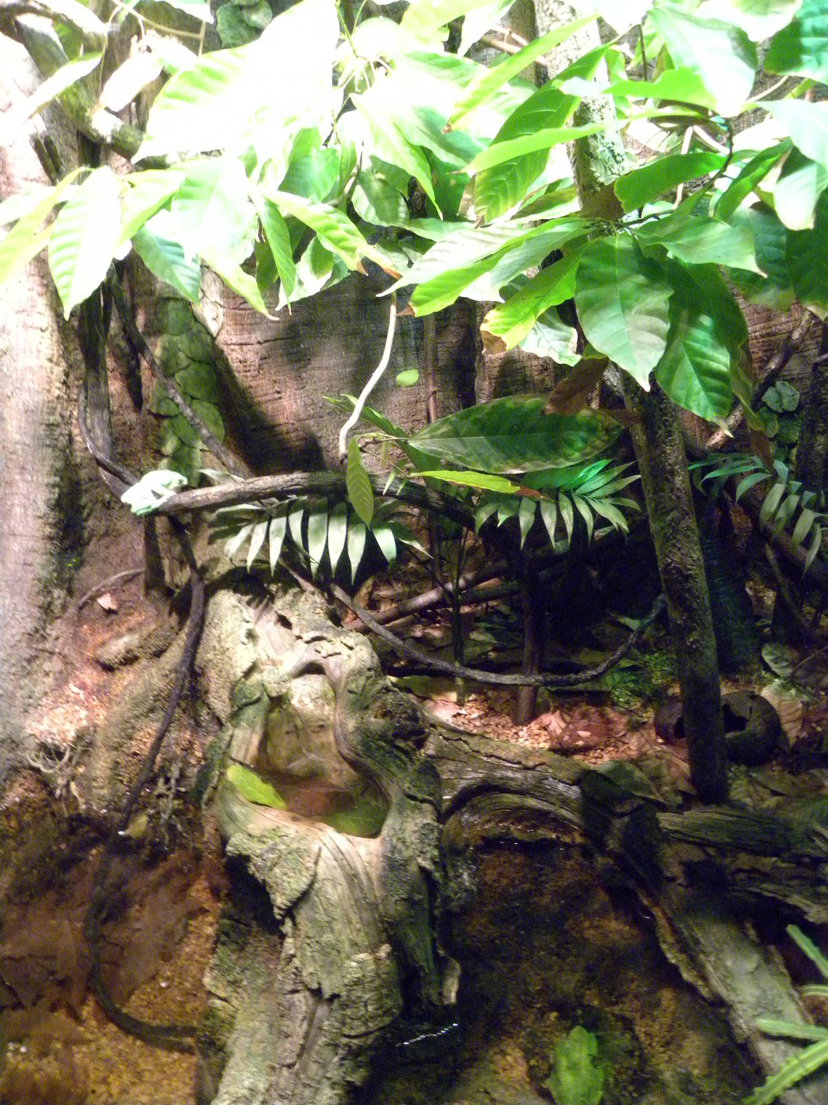 Pier 3: Amazon River Forest