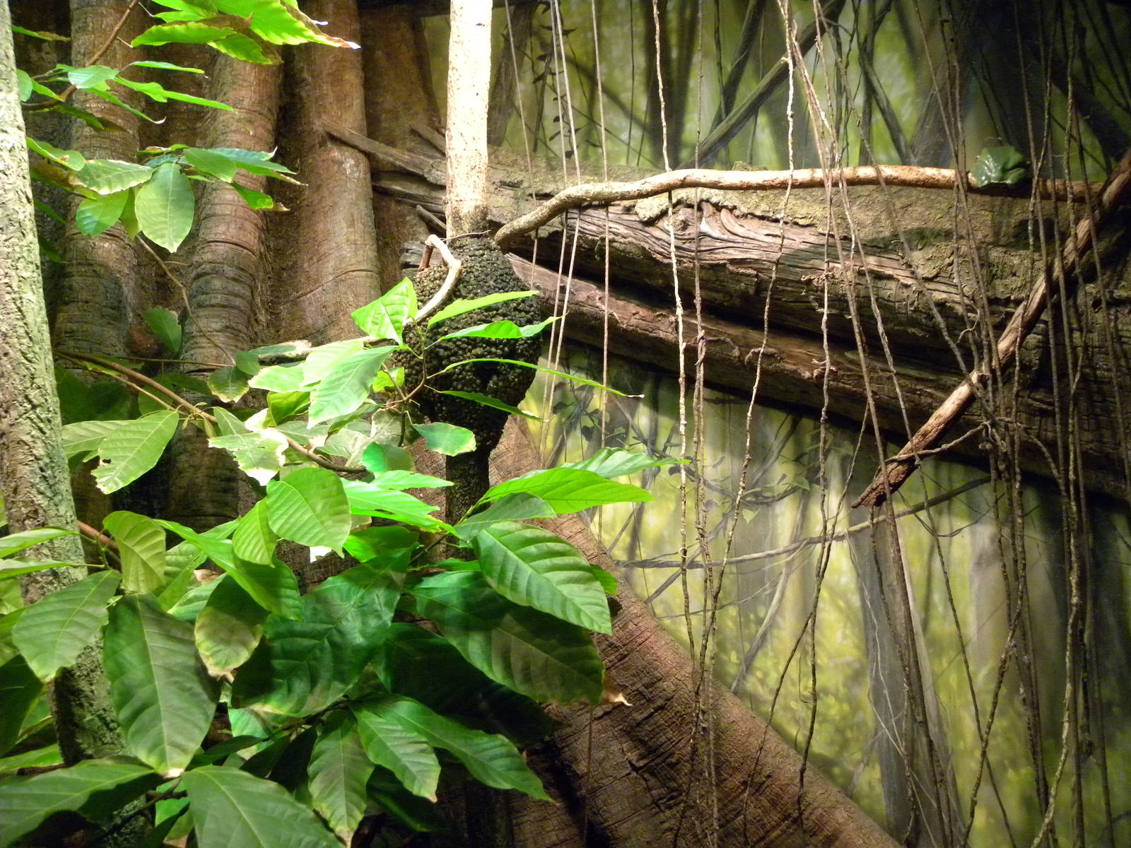 Pier 3: Amazon River Forest