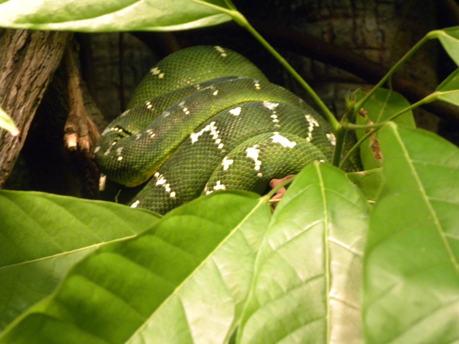 Pier 3: Amazon River Forest