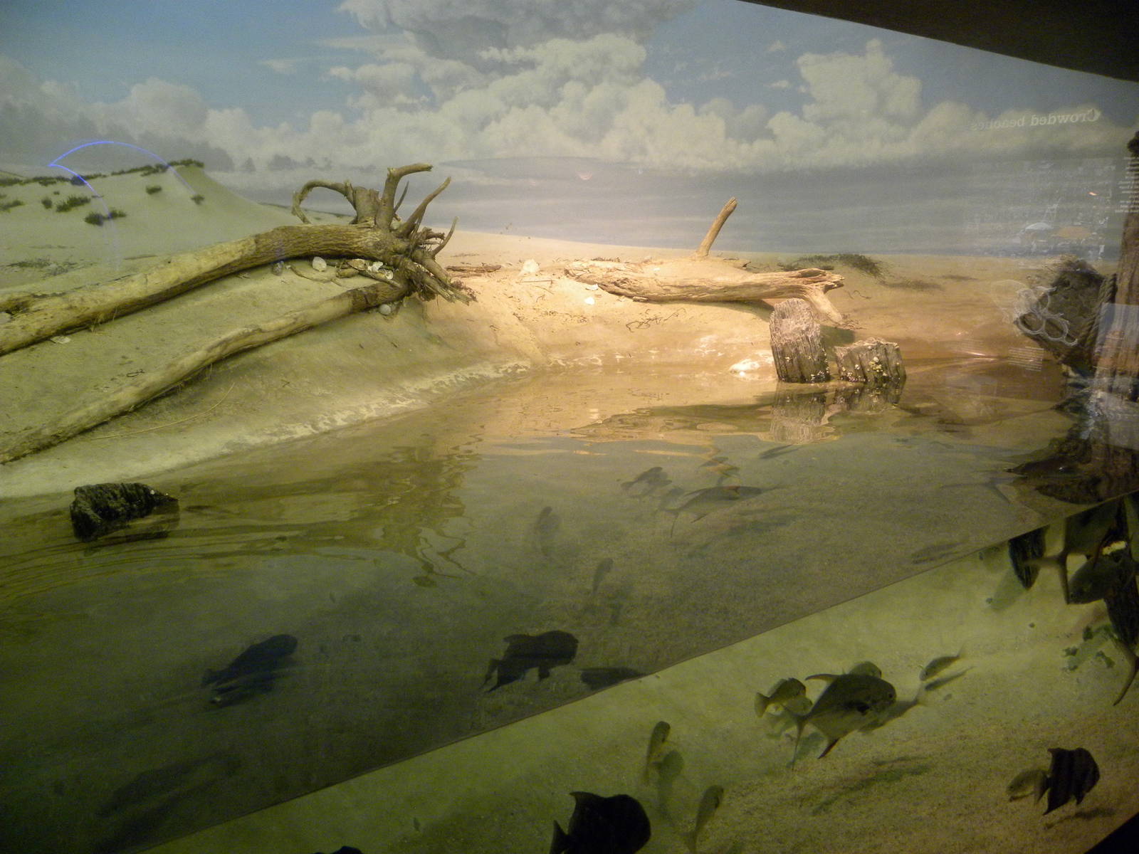 Pier 3: Maryland: Mountains to the Sea