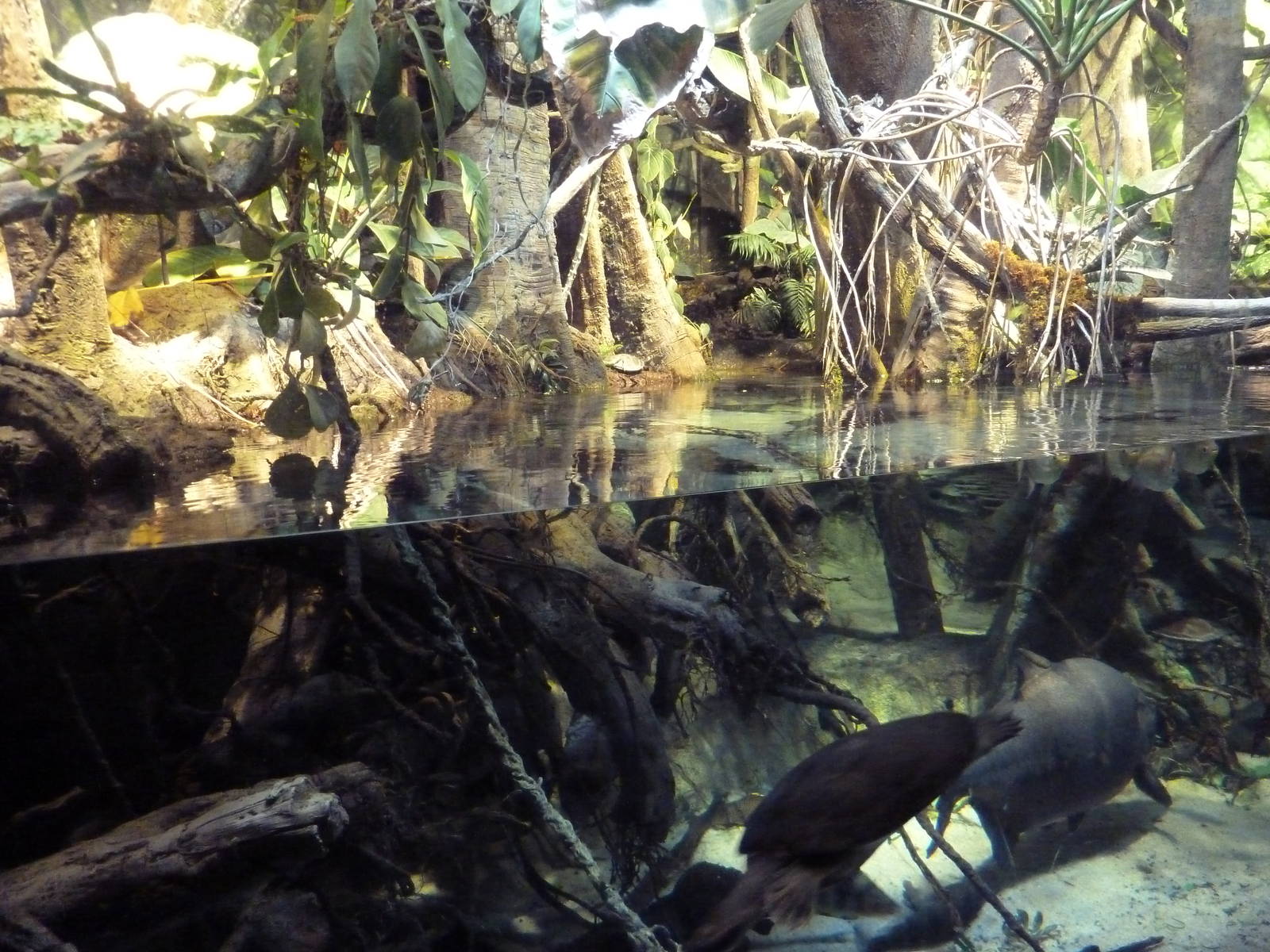 Pier 3 Pavilion - Level 4: Amazon River Forest