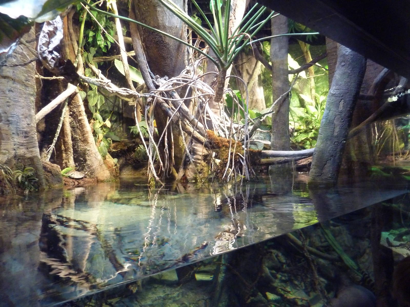 Pier 3 Pavilion - Level 4: Amazon River Forest