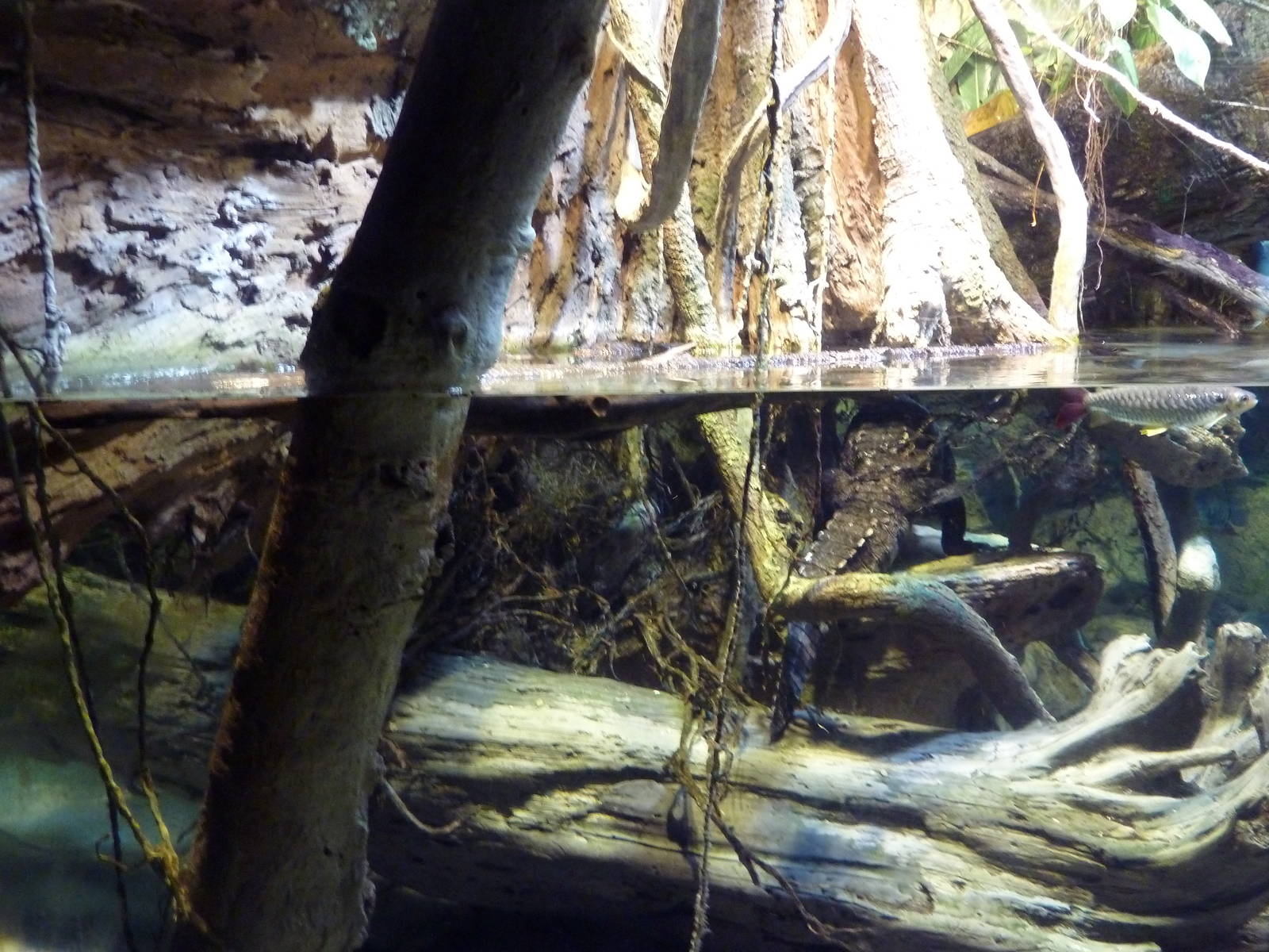 Pier 3 Pavilion - Level 4: Amazon River Forest