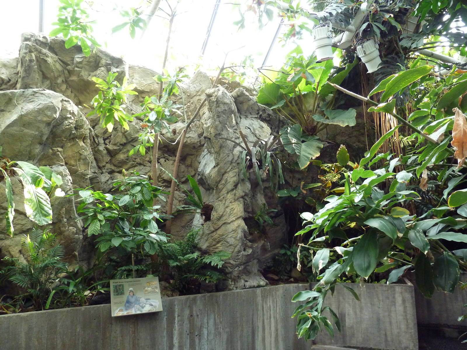 Pier 3 Pavilion: Level 5: Upland Tropical Rain Forest