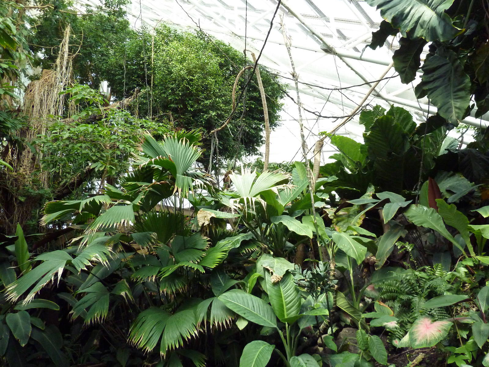 Pier 3 Pavilion: Level 5: Upland Tropical Rain Forest