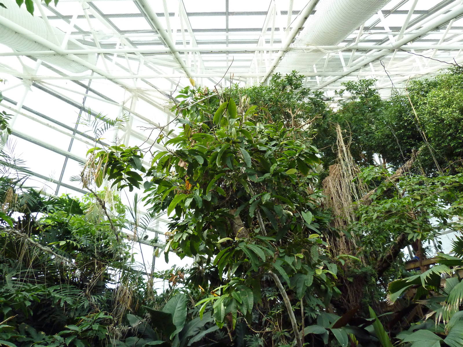 Pier 3 Pavilion: Level 5: Upland Tropical Rain Forest