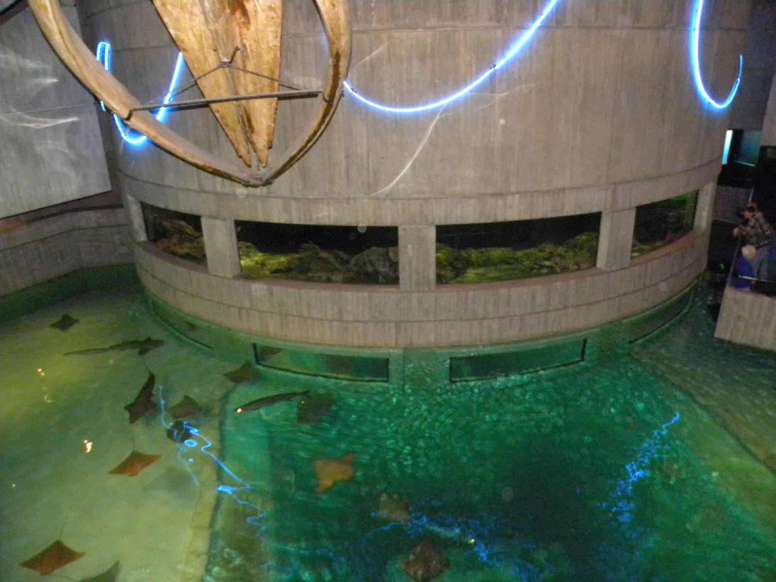 Pier 3: Wings in the Water