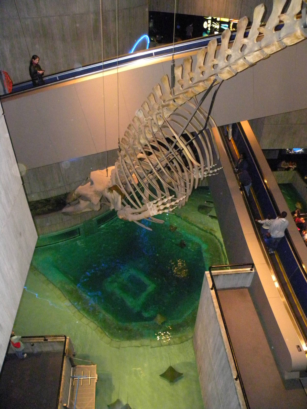 Pier 3: Wings in the Water