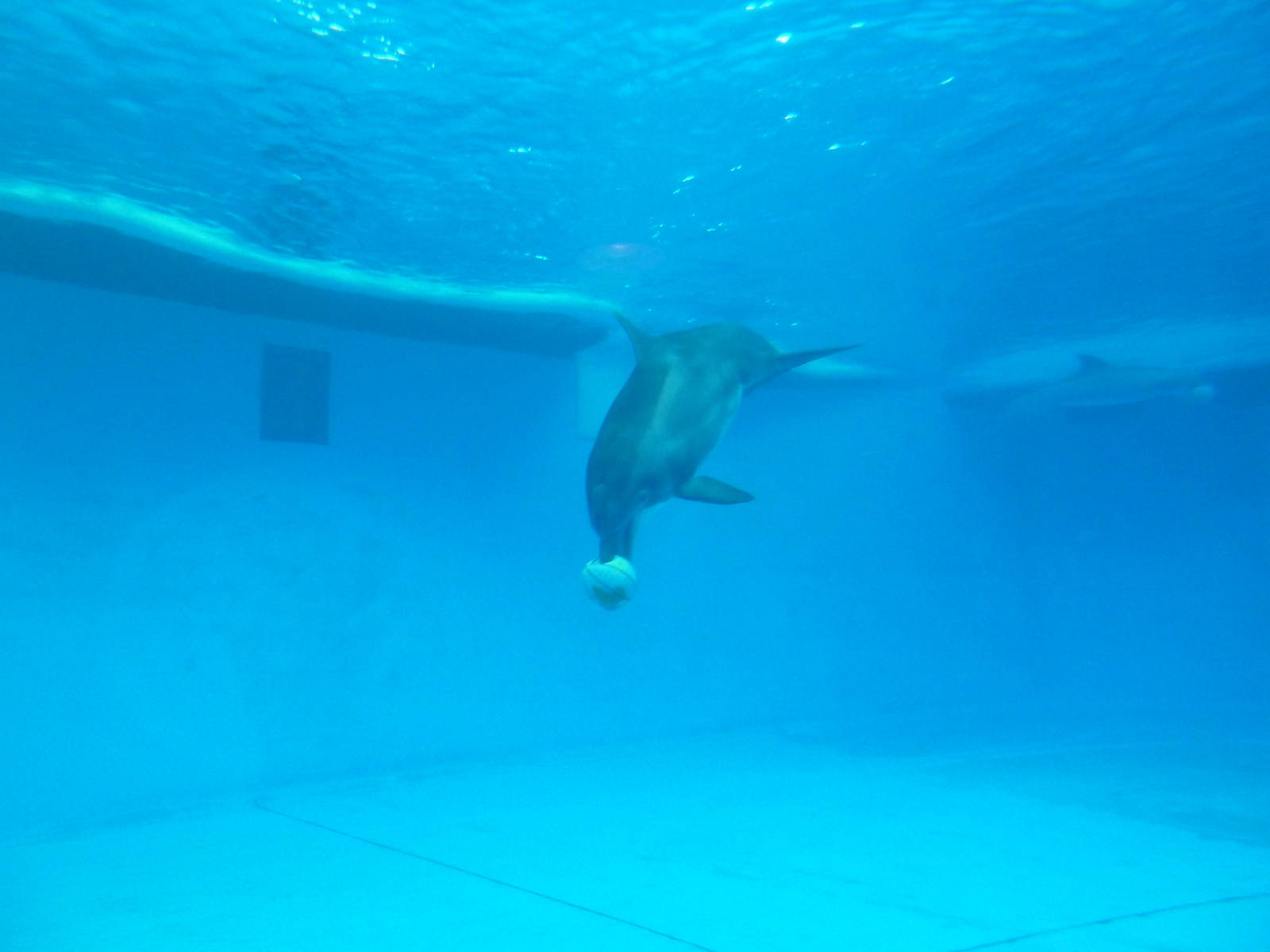 Pier 4 Pavilion: Dolphin