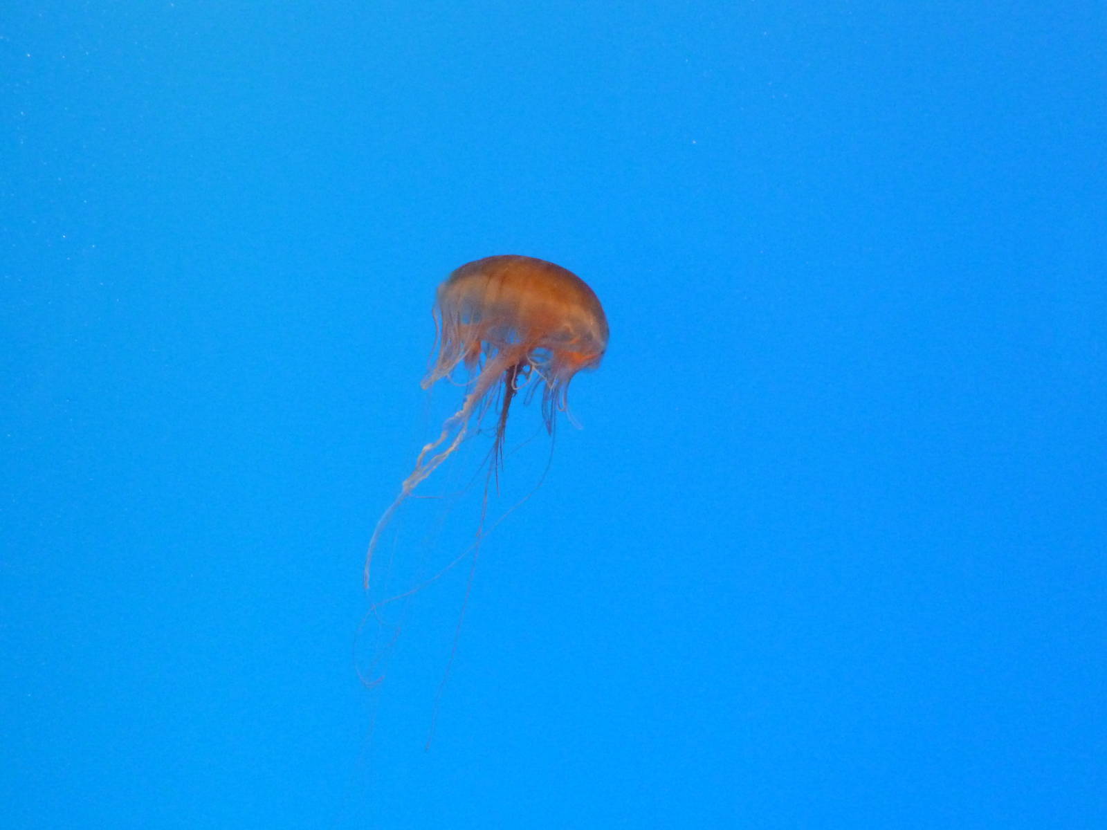 Pier 4 Pavilion: Jellies Invasion Exhibit